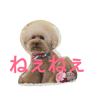 トイプードル まろん＆れお。3（個別スタンプ：4）