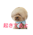トイプードル まろん＆れお。3（個別スタンプ：11）