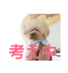 トイプードル まろん＆れお。3（個別スタンプ：15）