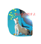 ムギ・リリのきもち（個別スタンプ：11）