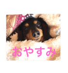うちのわんころぴー（個別スタンプ：2）