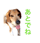 うちのわんころぴー（個別スタンプ：4）