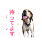 うちのわんころぴー（個別スタンプ：5）