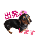 うちのわんころぴー（個別スタンプ：6）