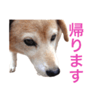 うちのわんころぴー（個別スタンプ：7）