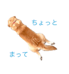 うちのわんころぴー（個別スタンプ：8）