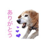 うちのわんころぴー（個別スタンプ：9）