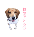 うちのわんころぴー（個別スタンプ：10）