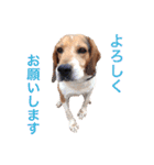 うちのわんころぴー（個別スタンプ：11）