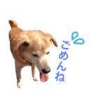 うちのわんころぴー（個別スタンプ：12）
