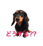 うちのわんころぴー（個別スタンプ：15）