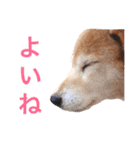 うちのわんころぴー（個別スタンプ：17）