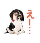 うちのわんころぴー（個別スタンプ：19）