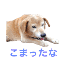 うちのわんころぴー（個別スタンプ：21）