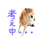 うちのわんころぴー（個別スタンプ：22）