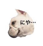 フレンチブルドッグのぱぴこりーぬ（個別スタンプ：3）