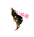MY DOG URIURI 2（個別スタンプ：4）