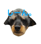 MY DOG URIURI 2（個別スタンプ：8）
