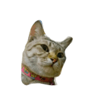 catcatza（個別スタンプ：1）