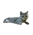 catcatza（個別スタンプ：2）