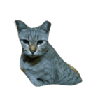 catcatza（個別スタンプ：5）
