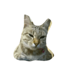 catcatza（個別スタンプ：6）