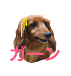 ミニチュアダックスちょこちー（個別スタンプ：4）