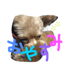 もこちゃんず（個別スタンプ：2）