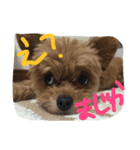 もこちゃんず（個別スタンプ：6）