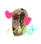 もこちゃんず（個別スタンプ：8）