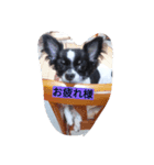 ゆずワン（個別スタンプ：4）