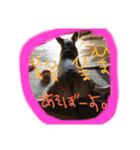ワンちゃんの日々（個別スタンプ：2）