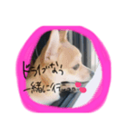 ワンちゃんの日々（個別スタンプ：7）