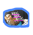 ワンちゃんの日々（個別スタンプ：8）