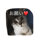 使えるニャチジョウstamp2（個別スタンプ：1）
