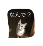使えるニャチジョウstamp2（個別スタンプ：2）