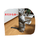 使えるニャチジョウstamp2（個別スタンプ：3）