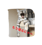 使えるニャチジョウstamp2（個別スタンプ：4）