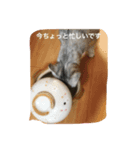 使えるニャチジョウstamp2（個別スタンプ：6）