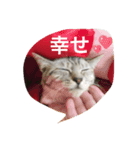 使えるニャチジョウstamp2（個別スタンプ：7）