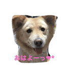 fuwafuwamoco（個別スタンプ：2）