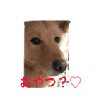 fuwafuwamoco（個別スタンプ：4）
