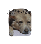 fuwafuwamoco（個別スタンプ：9）
