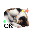 三毛猫ハルちゃん（個別スタンプ：2）