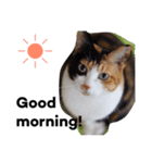 三毛猫ハルちゃん（個別スタンプ：3）