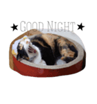 三毛猫ハルちゃん（個別スタンプ：4）