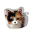 三毛猫ハルちゃん（個別スタンプ：5）