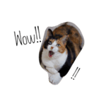 三毛猫ハルちゃん（個別スタンプ：6）