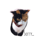 三毛猫ハルちゃん（個別スタンプ：7）