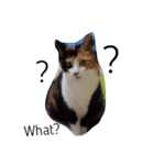 三毛猫ハルちゃん（個別スタンプ：8）